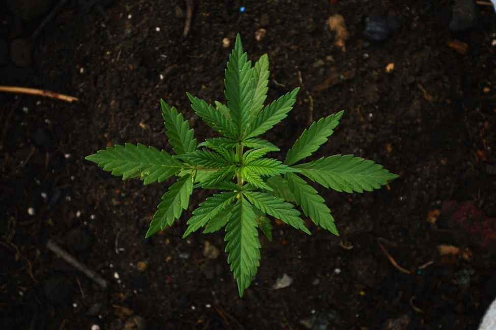 cannabis