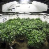 How to Choose the Best Inexpensive Grow Light