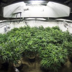 How to Choose the Best Inexpensive Grow Light